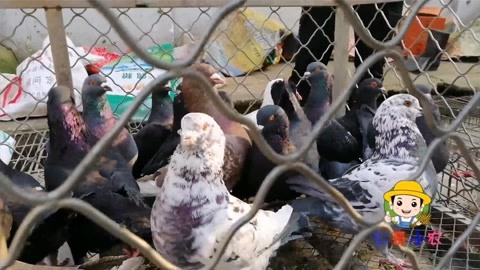 养家之人（国语版）