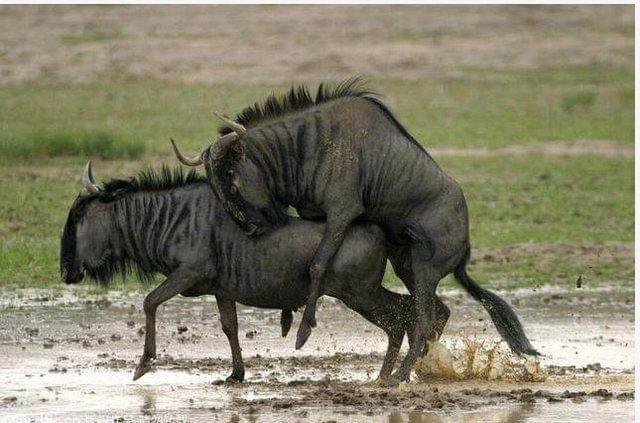 六个说谎的大学生